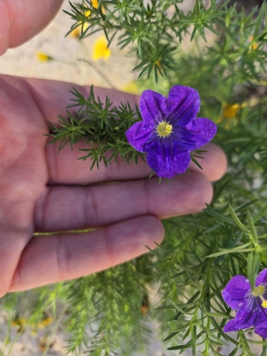 Prickleaf Gilia