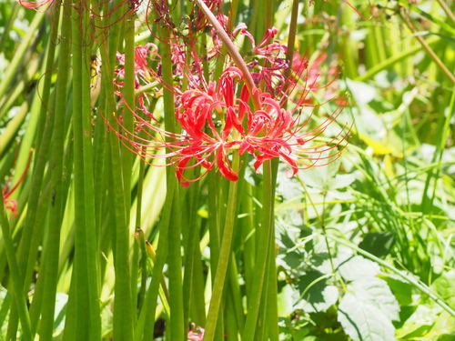 red spider lily