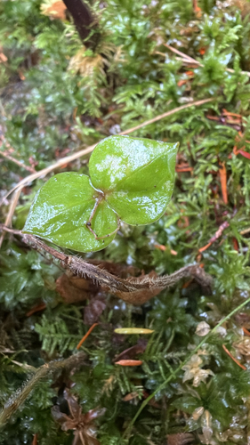 Neottia cordata observed 2026-10-04