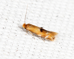 Bucculatrix coronatella