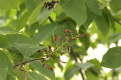 Prunus