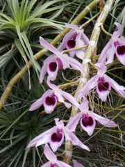 Dendrobium anosmum