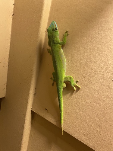 Phelsuma grandis observed 2026-10-03