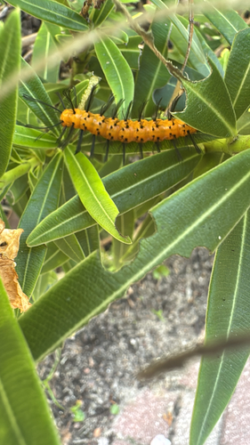 Polka-Dot Wasp Moth