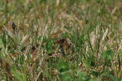 Staphylinus dimidiaticornis