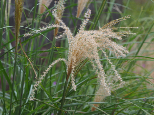 Chinese silver grass