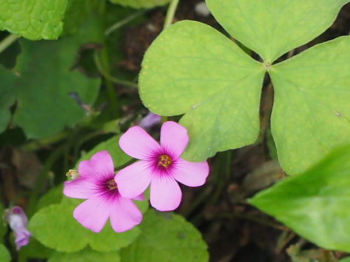 pink-sorrel