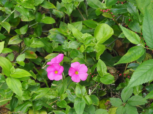 Bowie's woodsorrel