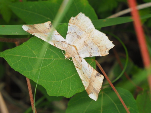 Krananda latimarginaria