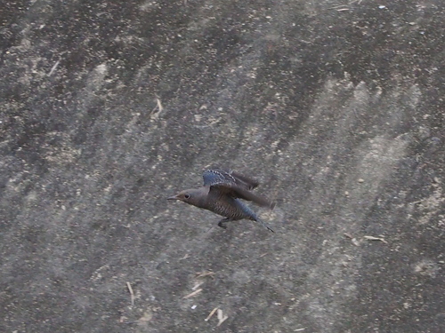 Monticola solitarius philippensis