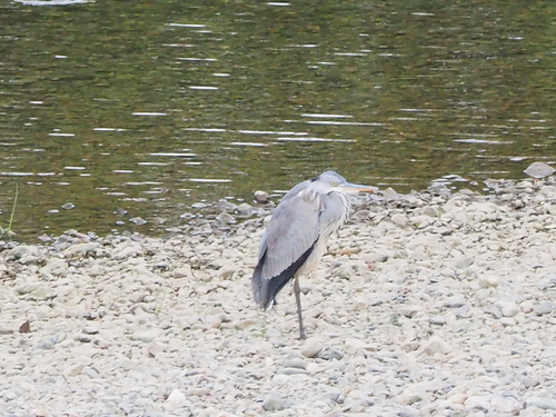 Grey Heron