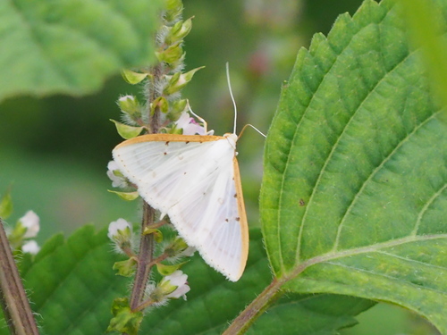Lilac Pyralid