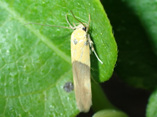 Stathmopoda auriferella