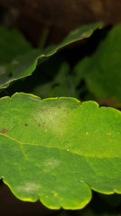 Erysiphe macleayae