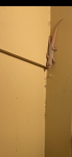 Hemidactylus frenatus observed 2026-10-04