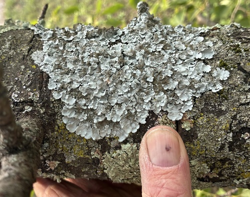 Linden shield lichen