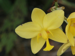Spathoglottis gracilis