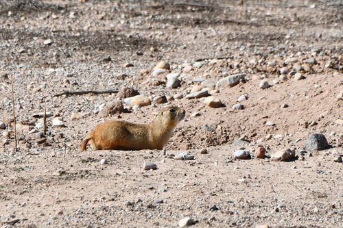Utah Prairie Dog observed by erikatwell