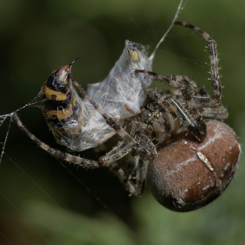 European garden spider