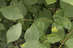 Prunus