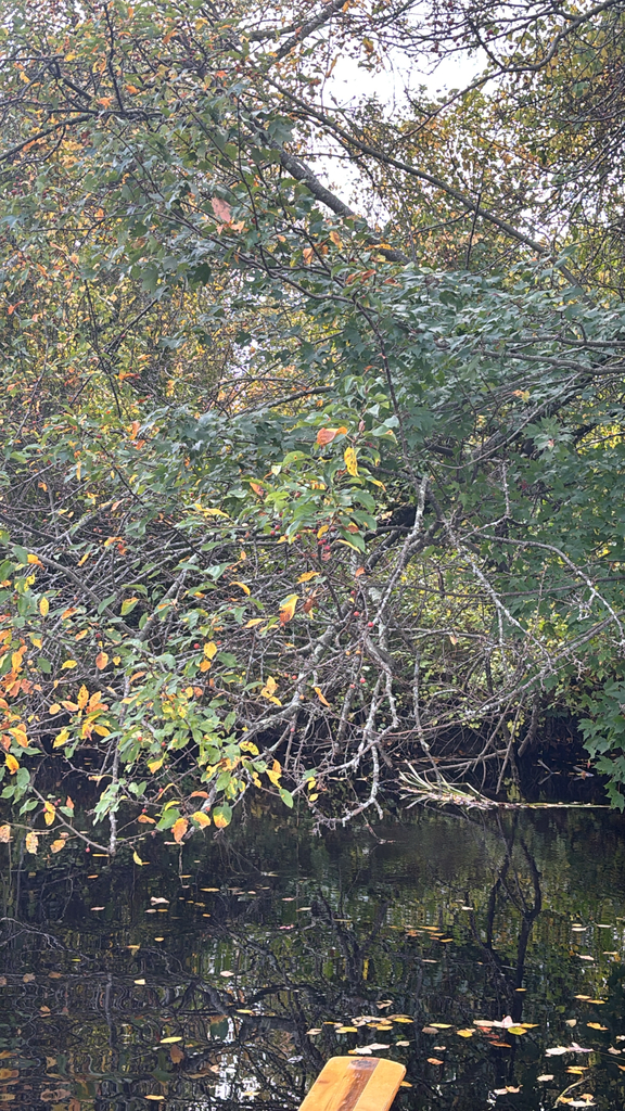 Trees leaning over a dark stream, still partly green with yellow and orange leaves and bare twigs showing, leaves floating below.
