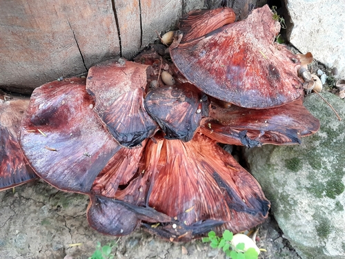 Beefsteak Polypore