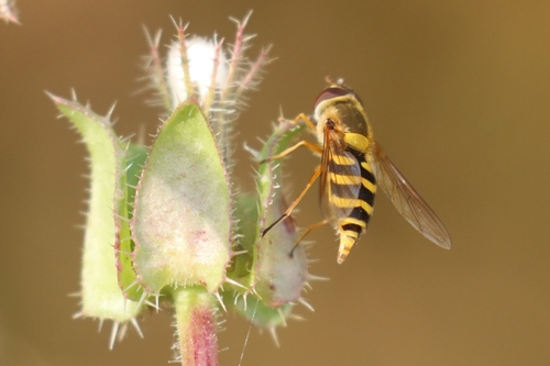 Common Flower Fly
