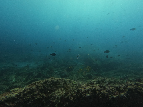 Heniochus diphreutes observed 2026-10-04