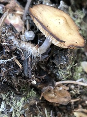 Baeospora occidentalis