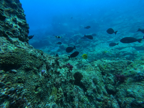 Chaetodon rainfordi observed 2026-10-04