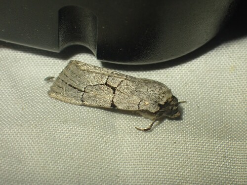 Sympistis ragani photo 4