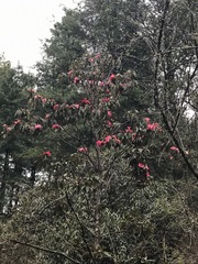 Rhododendron arboreum