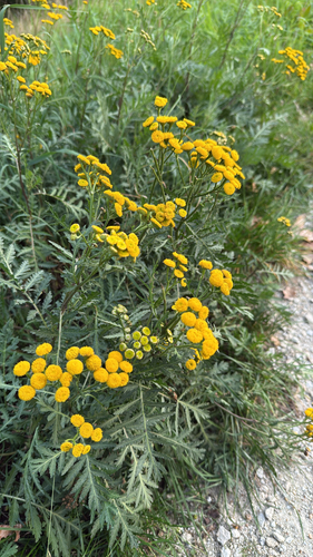 Common Tansy