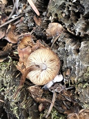 Baeospora occidentalis