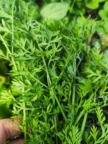 wild carrot