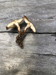 Baeospora occidentalis