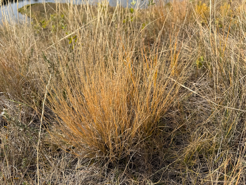 Muhlenbergia cuspidata observed 2026-10-03