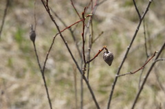 Rabdophaga salicisgnaphalioides