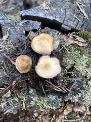 Baeospora occidentalis