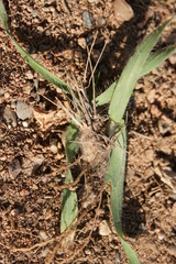 Aegilops