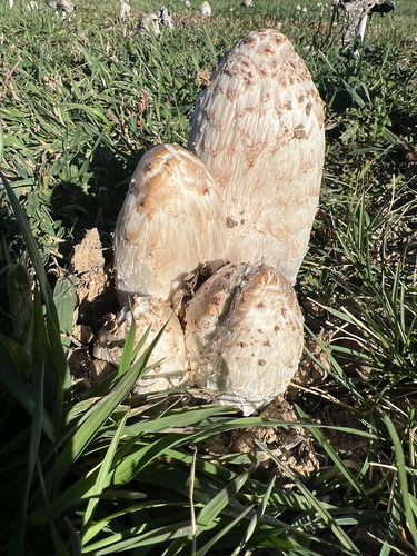 Shaggy Mane