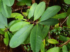Erythroxylum sechellarum
