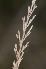 Catapodium rigidum