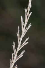 Catapodium rigidum
