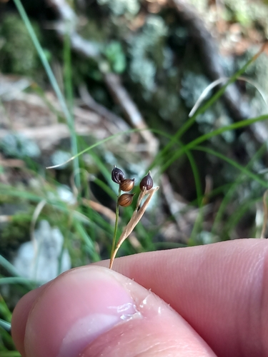Carex alba observed 2026-10-04
