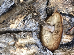 Baeospora occidentalis