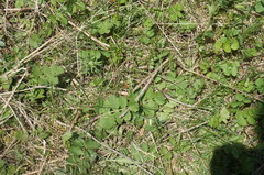 Pimpinella