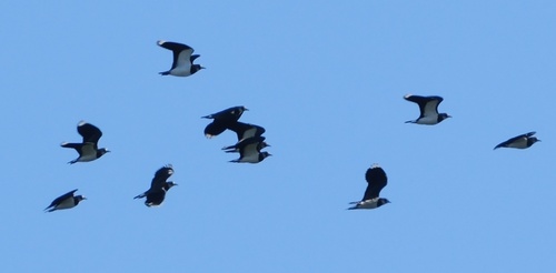 Northern Lapwing