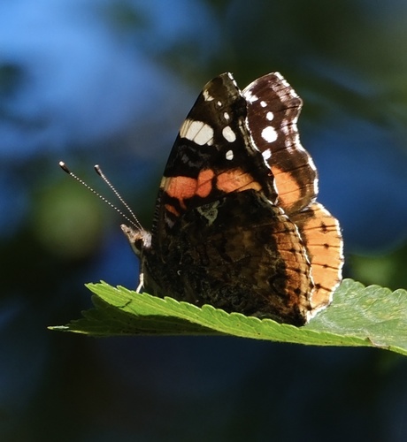 Red Admiral