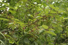 Prunus